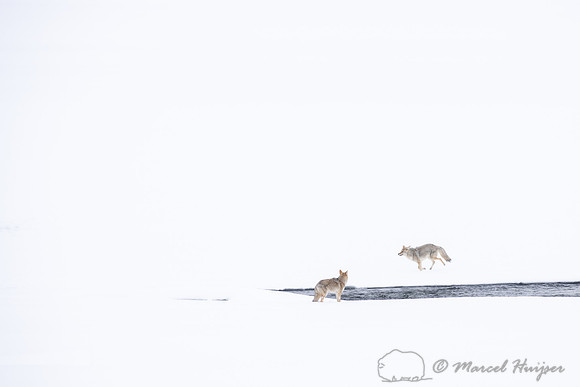 Coyote (Canis latrans) running along river to chase away another