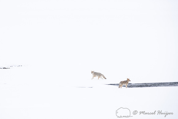Coyote (Canis latrans) running along river to chase away another