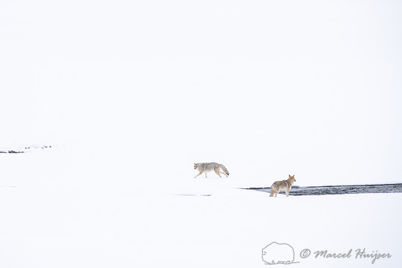 Coyote (Canis latrans) running along river to chase away another