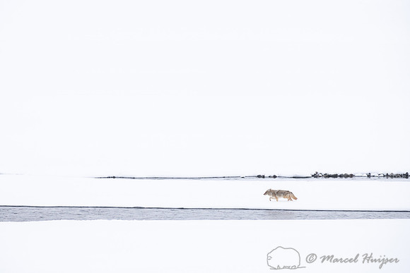 Coyote (Canis latrans) running along river to chase away another