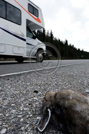 Snowshoe hare (Lepus americanus) roadkill, Saskatchewan River Crossing, AB
