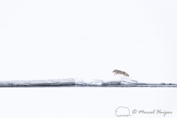 Coyote (Canis latrans) running along river to chase away another