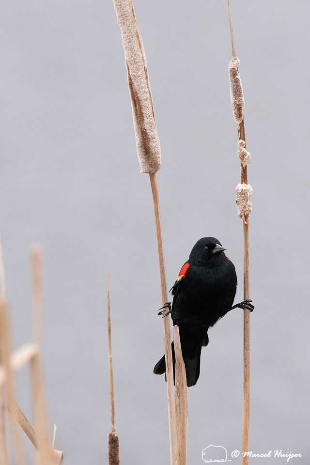 Red-winged blackbird (Agelaius phoeniceus) in spring on cattail