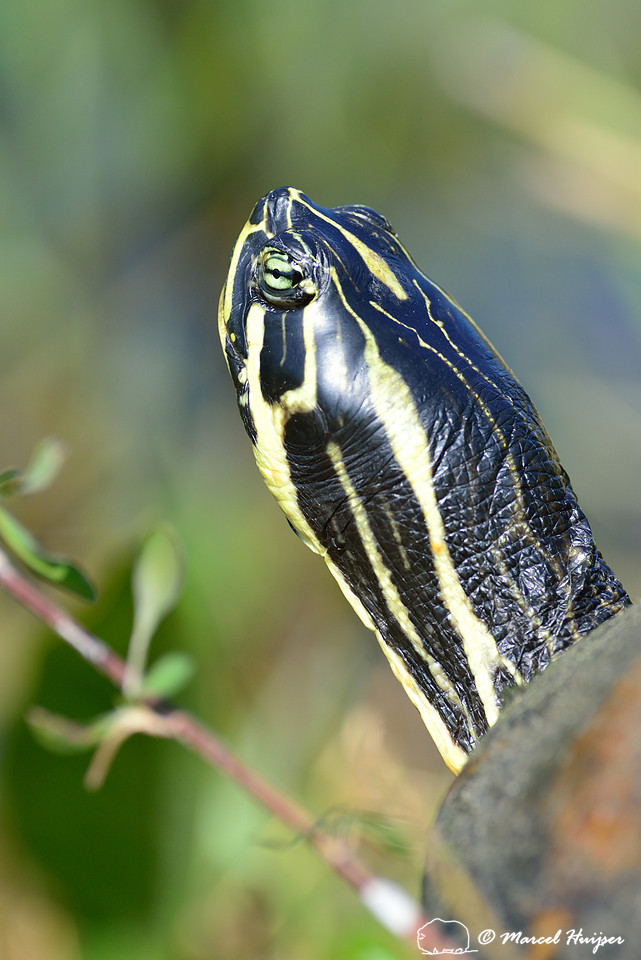 Florida red-bellied cooter or Florida redbelly turtle (Pseudemys nelsoni), Everglades, Florida, USA