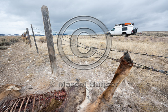Elk (Cervus canadensis) got its leg caught in the right-of-way f