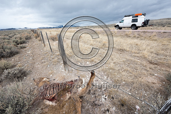 Elk (Cervus canadensis) got its leg caught in the right-of-way f