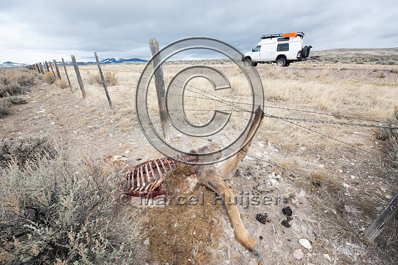 Elk (Cervus canadensis) got its leg caught in the right-of-way f