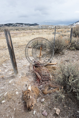 Elk (Cervus canadensis) got its leg caught in the right-of-way f