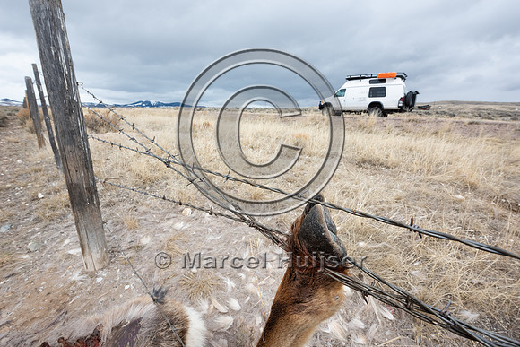 Elk (Cervus canadensis) got its leg caught in the right-of-way f