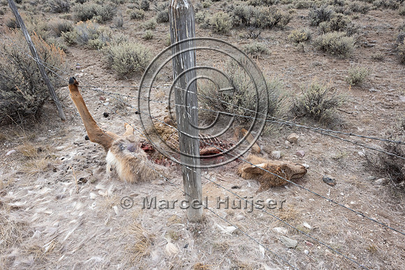 Elk (Cervus canadensis) got its leg caught in the right-of-way f