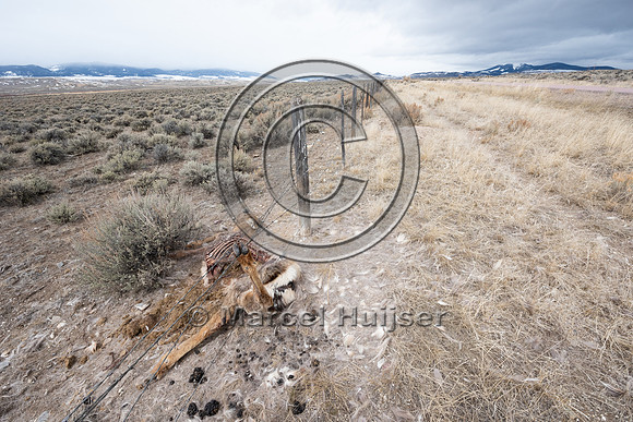 Elk (Cervus canadensis) got its leg caught in the right-of-way f