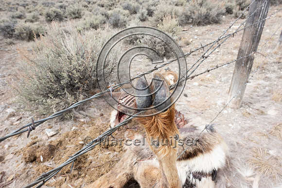 Elk (Cervus canadensis) got its leg caught in the right-of-way f
