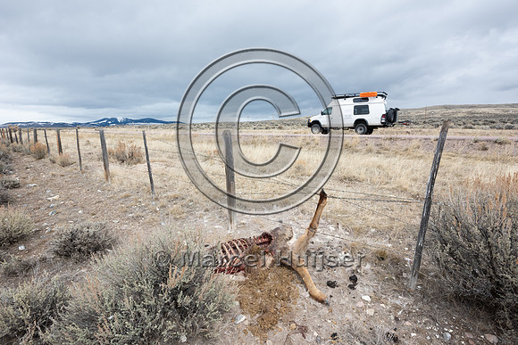 Elk (Cervus canadensis) got its leg caught in the right-of-way f