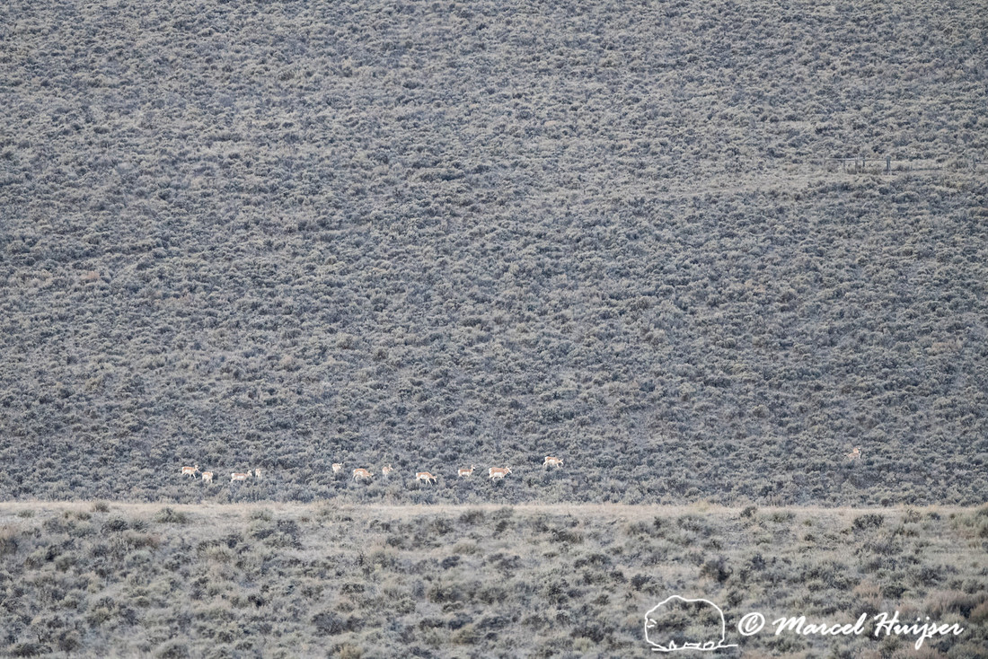 Line of pronghorn (Antilocapra americana) in the sagebrush sea,