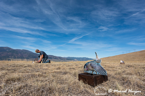Nate Jourdonnais, MPG ranch, places the decoys at the lek in pre