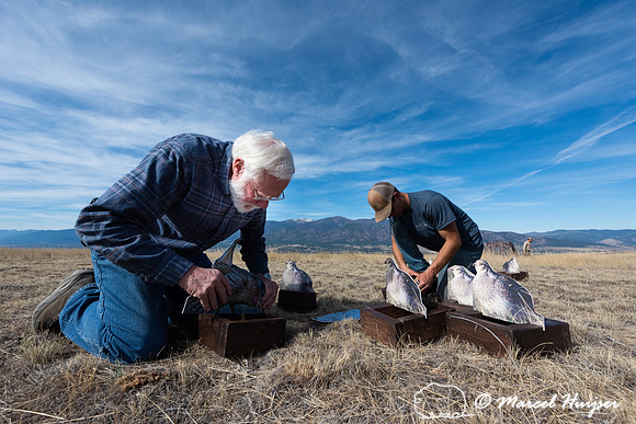 John Bundy and Nate Jourdonnais, MPG ranch, place the decoys at