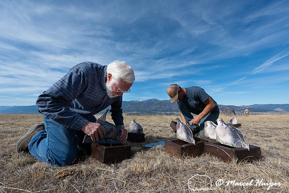 John Bundy and Nate Jourdonnais, MPG ranch, place the decoys at