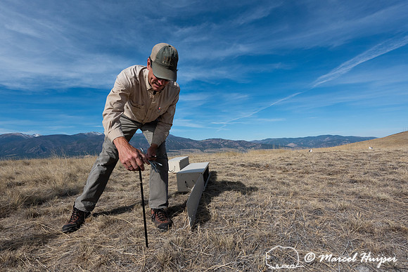 Beau Larkin with the release boxes, MPG ranch, in preparation of