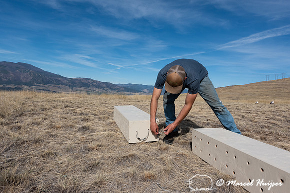 Nate Jourdonnais with the release boxes, MPG ranch, in preparati