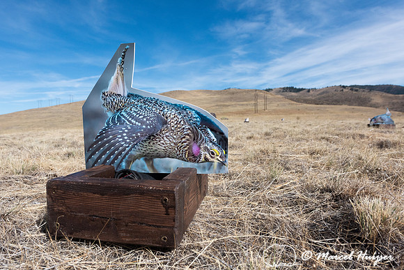 Decoy at the lek, MPG ranch, in preparation of the reintroductio