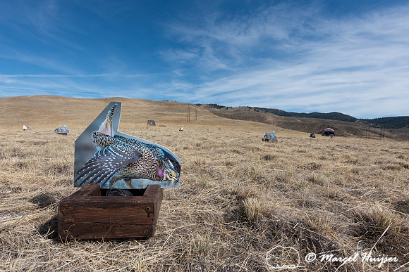 Decoy at the lek, MPG ranch, in preparation of the reintroductio