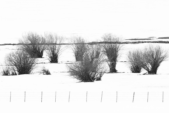 Fence and willow shrubs in a snowy landscape, Big Hole Valley,