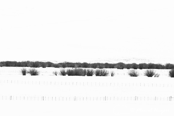 Fence and willow shrubs in a snowy landscape, Big Hole Valley,