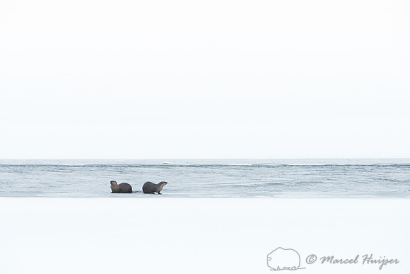Northern river otter (Lontra canadensis), Wyoming, USA