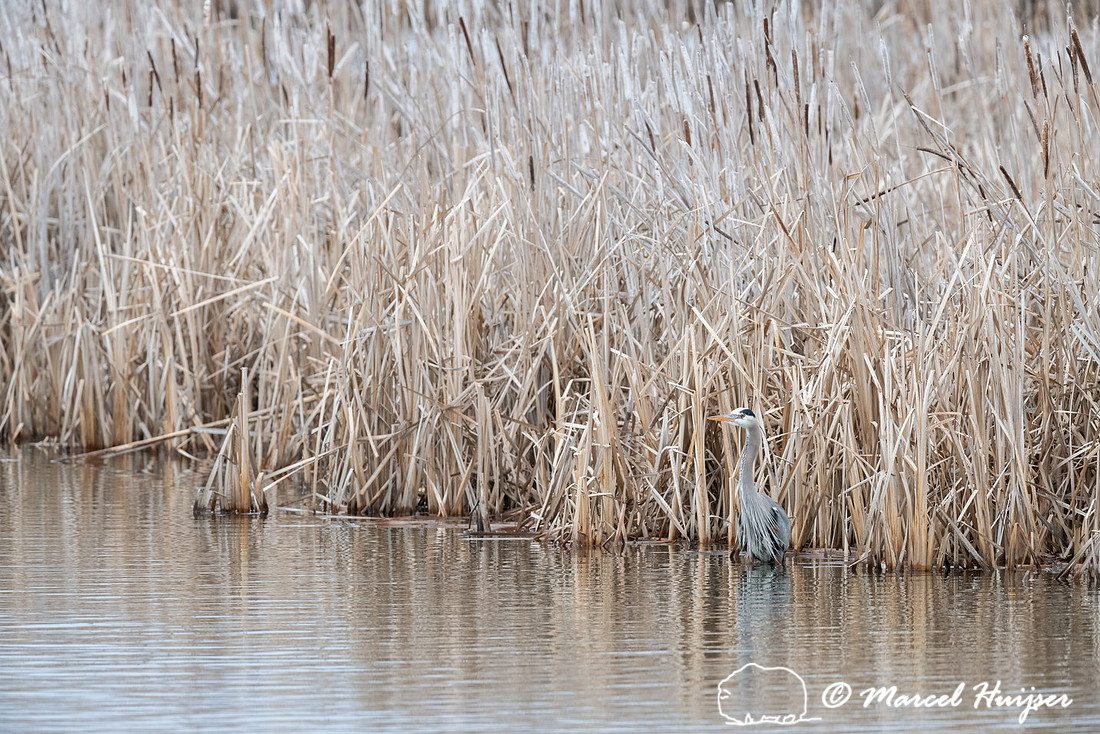 Great Blue Heron (Ardea herodias), Montana