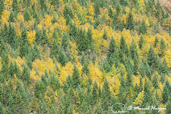 Fall colors, Glacier National Park, Montana