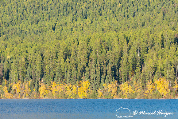 Fall colors, Glacier National Park, Montana