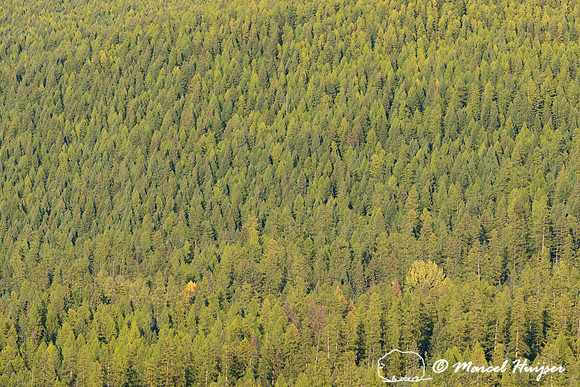 Fall colors, Glacier National Park, Montana