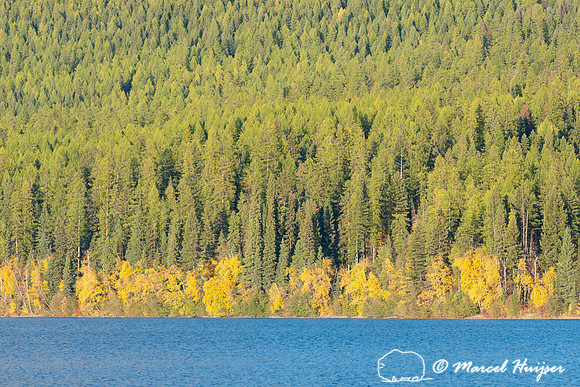 Fall colors, Glacier National Park, Montana