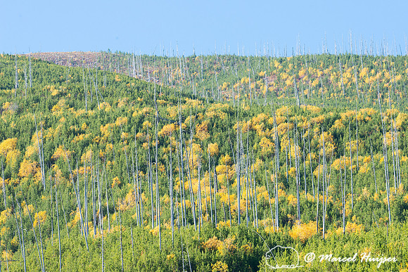 Fall colors, Glacier National Park, Montana