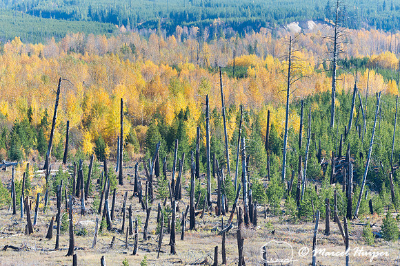 Fall colors, Glacier National Park, Montana