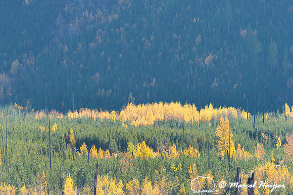 Fall colors, Glacier National Park, Montana