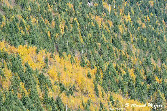 Fall colors, Glacier National Park, Montana