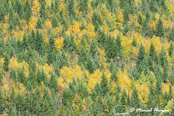 Fall colors, Glacier National Park, Montana