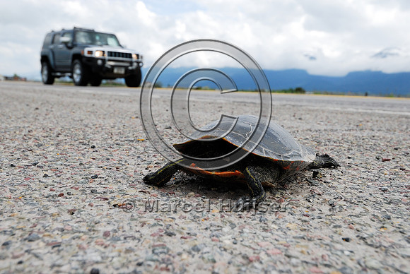 Painted turtle (Chrysemys picta) roadkill, MT