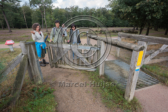 Cattle guard and gate at at entrance ecoduct Natuurbrug Zanderij