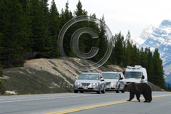 Grizzly bear (Ursus arctos) crossing road with traffic, AB
