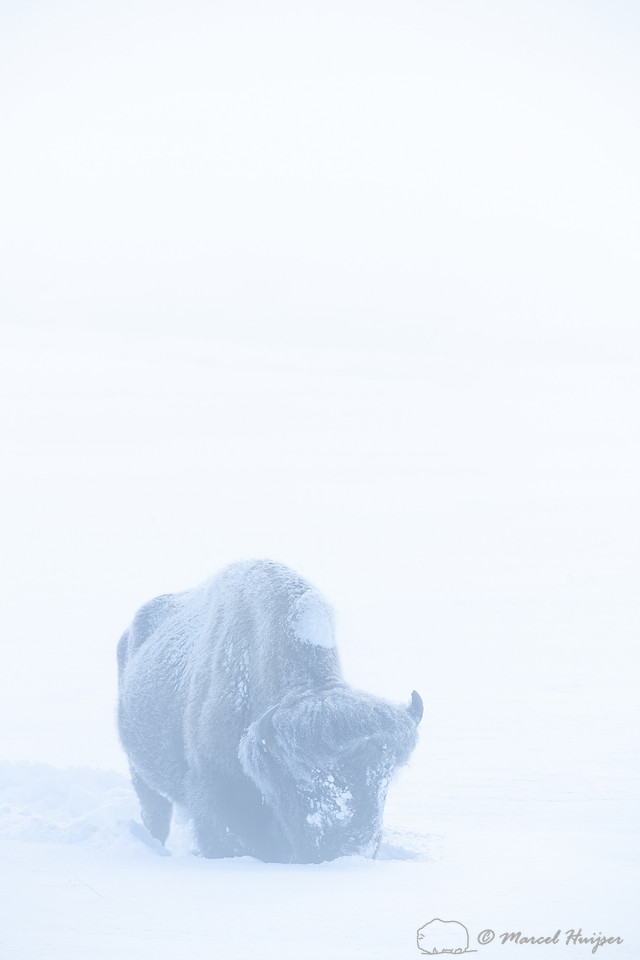 Bison (Bison bison) in snow, Yellowstone National Park, Wyoming