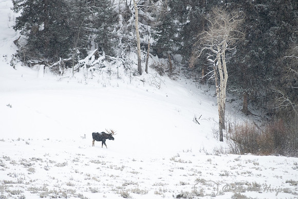 Bull moose (Alces americanus) in snow, Yellowstone National Park