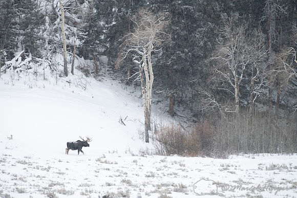 Bull moose (Alces americanus) in snow, Yellowstone National Park