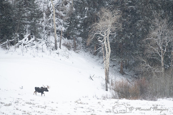 Bull moose (Alces americanus) in snow, Yellowstone National Park