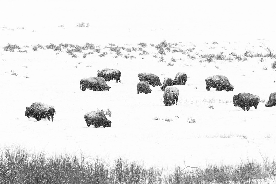 Bison (Bison bison) in snow, Yellowstone National Park, Wyoming