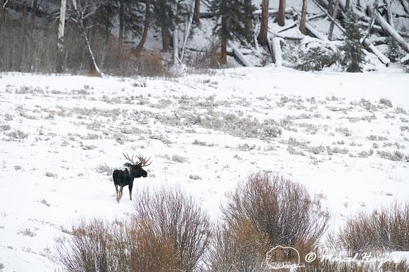 Bull moose (Alces americanus) in snow, Yellowstone National Park