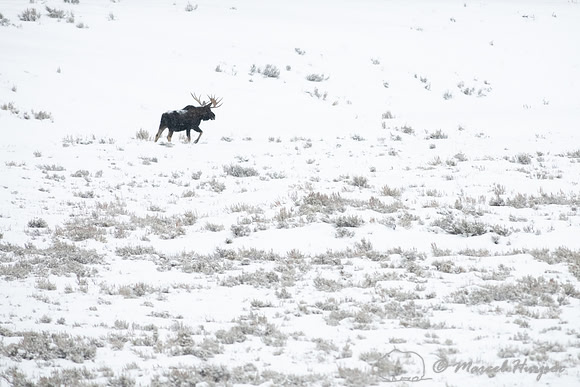 Bull moose (Alces americanus) in snow, Yellowstone National Park