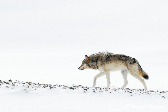 LIMITED EDITION Wolf (Canis lupus), Wyoming, USA