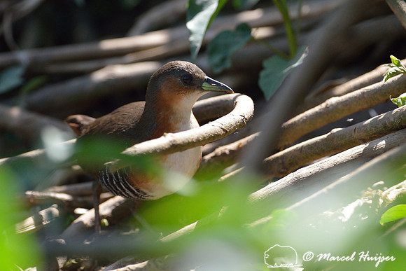 Rufous-sided crake (Laterallus melanophaius), Tanquã wetland, Rio Piracicaba, São Paulo, Brazil